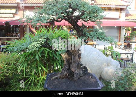 Exotic bonsai tree in a pot, featuring an old, twisted trunk and lush green leaves, set against a restaurant background. Stock Photo