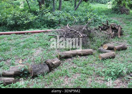Freshly cut wood sections lying in grass next to bundle of thin twigs for burning under canopy of tropical trees. Stock Photo