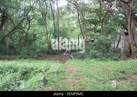 Dense forest full of lush green trees, small stream gently flows through, creating peaceful natural landscape. Stock Photo