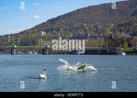 Several beautiful adult white mute swans are moving dynamically on the calm river water surface on a bright sunny day. One elegant bird is swimming peacefully on the left side while two other swans Stock Photo