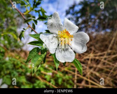 beautiful single white wild rose (Rosa canina) blooming outdoors with water drops on its petals after rain, selective focus with bokeh background. Stock Photo