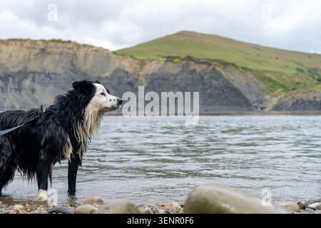 A wet Border Collie dog, in the sea, on the jurassic coast, Dorset, UK Stock Photo