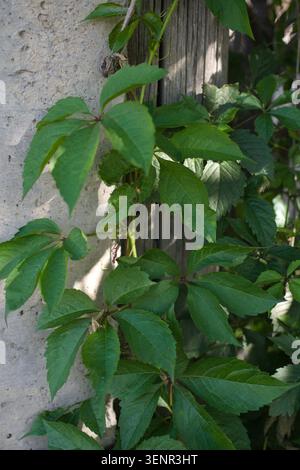 Lush green leaves climbing a textured concrete wall with sunlight creating shadows on the leaves and wooden, showcasing a natural outdoor setting. Stock Photo