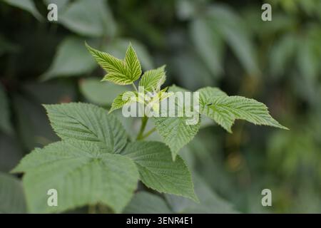 Close-up of vibrant green raspberry leaves with serrated edges and textured surfaces in a lush outdoor garden setting captured in soft natural light. Stock Photo