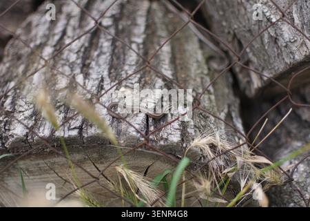 A small brown lizard rests on a weathered log surrounded by blurred grass and twigs, partially obscured by a rusty wire fence, evoking a sense of natu Stock Photo