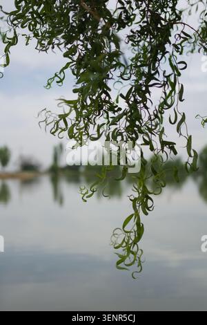 Close-up of curly green willow branches with blurred lake and trees in, evoking a serene and peaceful natural landscape setting. Stock Photo