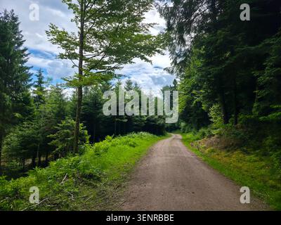 germany, inviting hiking path winding through majestic conifer forest offering unforgettable black forest adventure Stock Photo