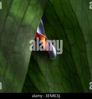 Macro abstract view of a fallen orange petal peeking through a gap between large, textured green leaves. Stock Photo
