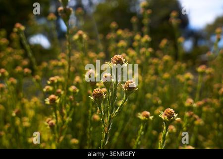 Close-up of small green and brown wild flower buds blooming with faint spiderwebs in a sunny field. Swan Valley Western Australia Stock Photo