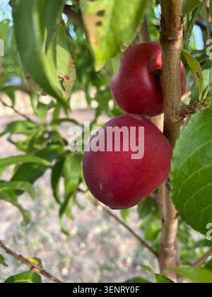 Close-up of ripe red nectarines growing on a tree branch surrounded by green leaves in a garden. Stock Photo