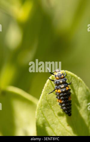 Ladybug larva, black and orange, crawling on a vibrant green leaf. Predatory insect helping garden pest control Stock Photo
