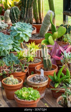 Potted succulents and cacti In terracotta pots in a Greenhouse Stock Photo