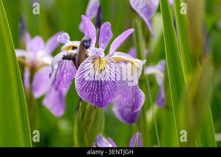 Purple Iris versicolor, northern blue flag iris, in flower. Stock Photo