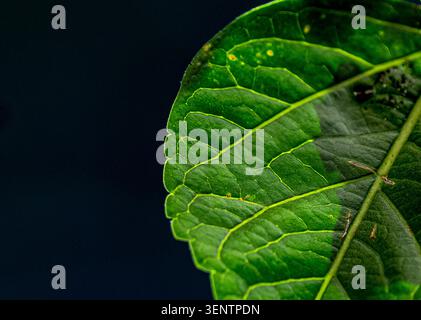 Vibrant green leaves showing a network of illuminated veins. Stock Photo