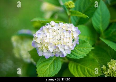 A beautiful close up photograph of a Hydrangea macrophylla mophead bloom displaying pale yellow and light purple petals surrounded by lush green folia Stock Photo