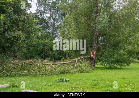 A large broken limb from a deciduous tree lies across a bright green lawn with dense woodland foliage in the background. Lostwithiel, United Kingdom. Stock Photo