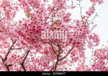Pink cherry blossom, Hagi, Japan Stock Photo