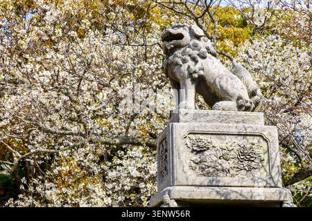 Lion statue and cherry blossom, Shizukiyama Shrine, Hagi Castle Ruins Shizuki Park, Hagi, Japan Stock Photo