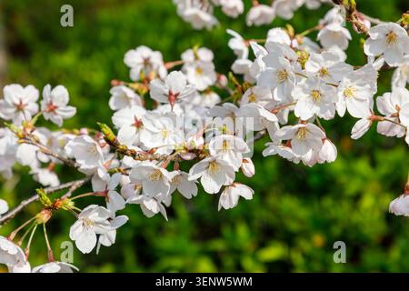 Cherry losom, Tokoji Mausoleum, Hagi, Japan Stock Photo