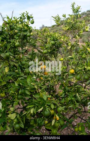 Citrus orchard with ripening oranges and green fruits on tree branches Stock Photo