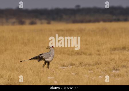Secretarybird (Sagittarius serpentarius) walking across arid ground in Etosha National Park, Namibia Stock Photo