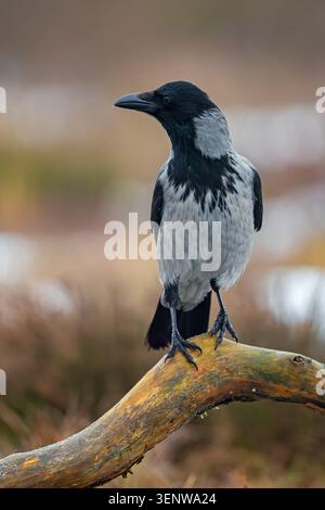 Northern European hooded crow (Corvus cornix cornix / Corvus corone cornix) perched on branch in snow covered moorland in winter, Scandinavia Stock Photo