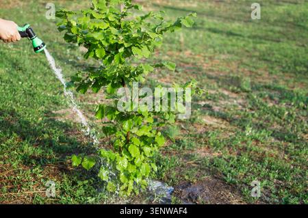 A green young bush in the garden is watered with a hose. Working watering plants with a spray gun. Concept of working in the garden. Selective focus. Stock Photo