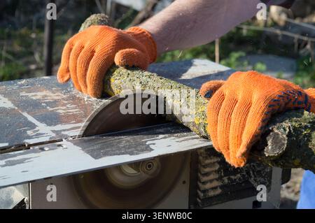 The process of cutting firewood with a circular saw. The man's hands in orange gloves move the log towards the working saw blade. Household work outdo Stock Photo