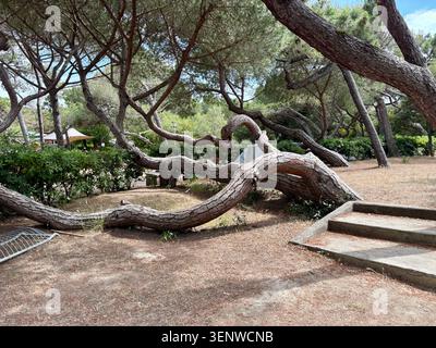 Pine tree with twisted creeping trunk inside a mediterranean campsite in Tuscany, Italy. Nature, travel and summer holidays. Stock Photo