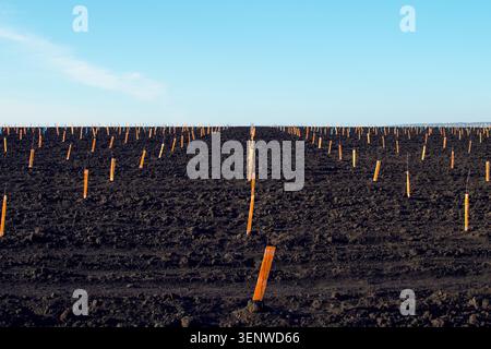 View of a black field with rows of small seedlings of fruit trees in animal protection bags. Agriculture, gardening. Spring planting. Artificial grain Stock Photo
