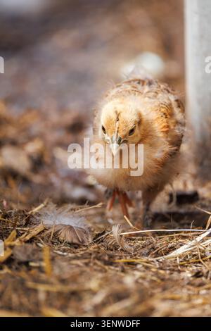 Baby chicken chick with golden-yellow down standing on straw floor, direct gaze, emerging wing feathers, farmyard Stock Photo