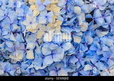Close-up of blue hydrangea flower. Delicate floral background Stock Photo