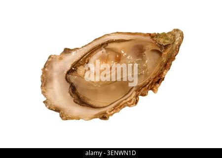 Oyster isolated on a white background Stock Photo
