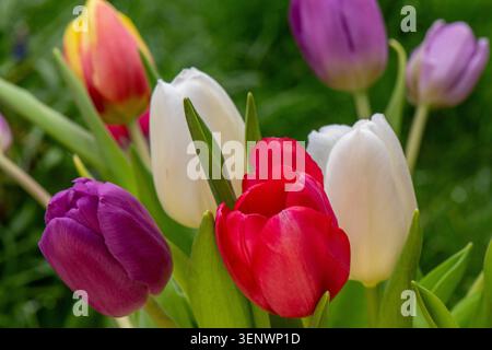 Brightly coloured spring Tulips (Tulipa) flowers against a diffused green background Stock Photo