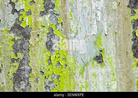 Weathered Green Gray Peeling Paint Texture on Vintage Wall Surface Stock Photo