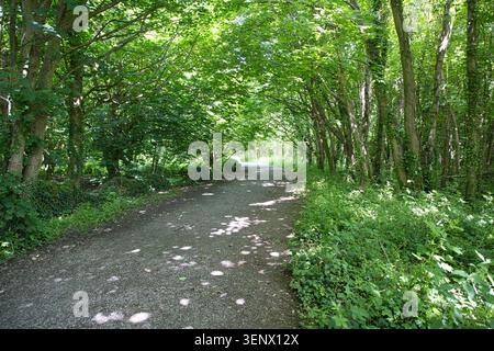 A sweeping gravel road winding through a dense, leafy green woodland with dappled sunlight at Penrhos Coastal Park, Anglesey, Wales. Stock Photo