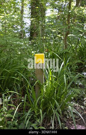 A wooden trail marker post with a yellow painted top standing among tall green grass and sedges in Penrhos Coastal Park, Wales. Stock Photo