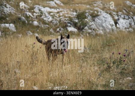 Belgian Malinois dog moving through tall dry grass in a rocky natural landscape Stock Photo