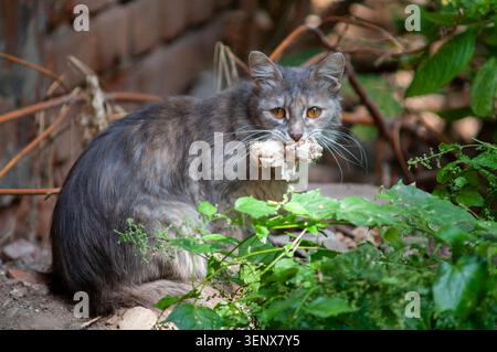 A long-haired gray stray cat sits outdoors among green foliage, holding and nibbling on a piece of food. Stock Photo