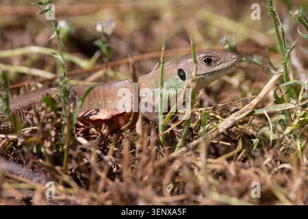 ​Balkan Green Lizard, Lacerta trilineata, basking in dry summer grass in Greece. Wild reptile with green neck markings in its natural habitat. Stock Photo