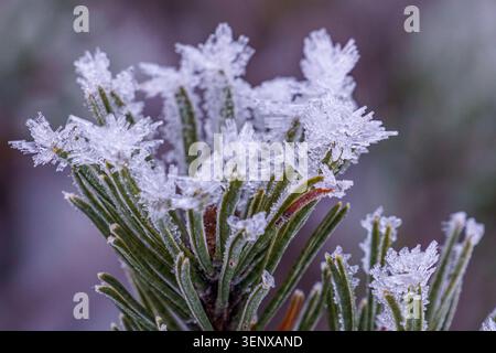 A tight winter macro shot showcasing intricate white rime ice and hoarfrost crystals clinging to green pine needles on a frozen branch in Austria. Stock Photo