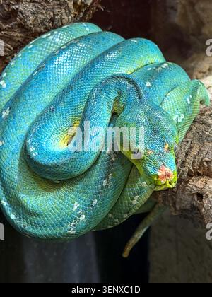Close-up of a green tree python (Morelia viridis) coiled on a branch. Stock Photo