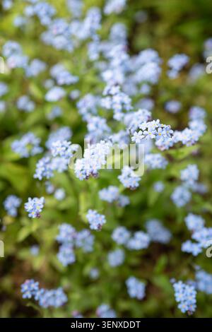 Decorative small blue wild Forget-me-not flowers blooming outdoor in spring garden on sunny day. Stock Photo