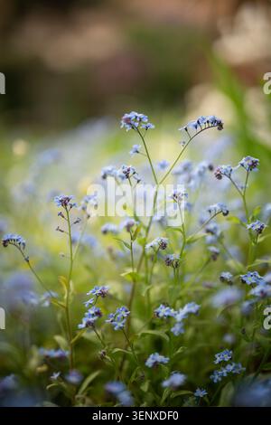Decorative small blue wild Forget-me-not flowers blooming outdoor in spring garden on sunny day. Stock Photo