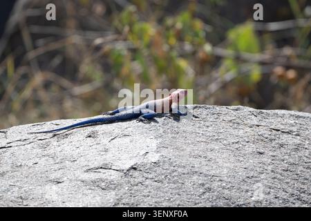 Agama lizard with vivid red and blue coloration basking on a rock in the Serengeti, Tanzania, under bright sunlight. Stock Photo