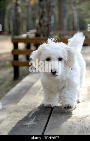 Maltipoo puppy posing. Small Maltese dog playing outdoors. Family pet. Purebred dog walking along wooden path. White Maltipoo Puppy walking on wooden Stock Photo