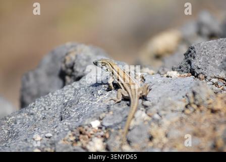 Lizard warming up on a ledge Stock Photo