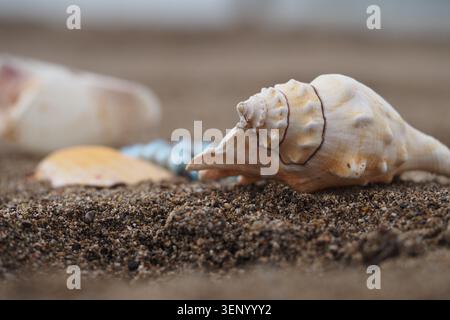 Shells lying on the sand at the beach in daylight Stock Photo