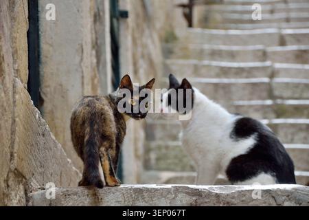 Ginger cat looking back while walking through a narrow alley Stock Photo