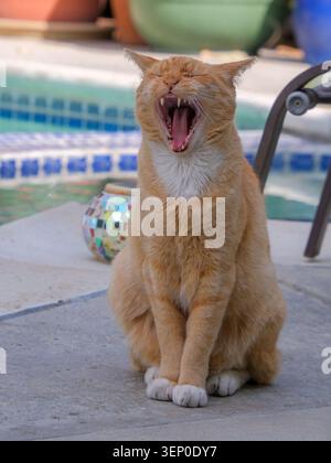 Orange cat yawning beside backyard pool, showing funny domestic pet behavior in an outdoor setting. Stock Photo
